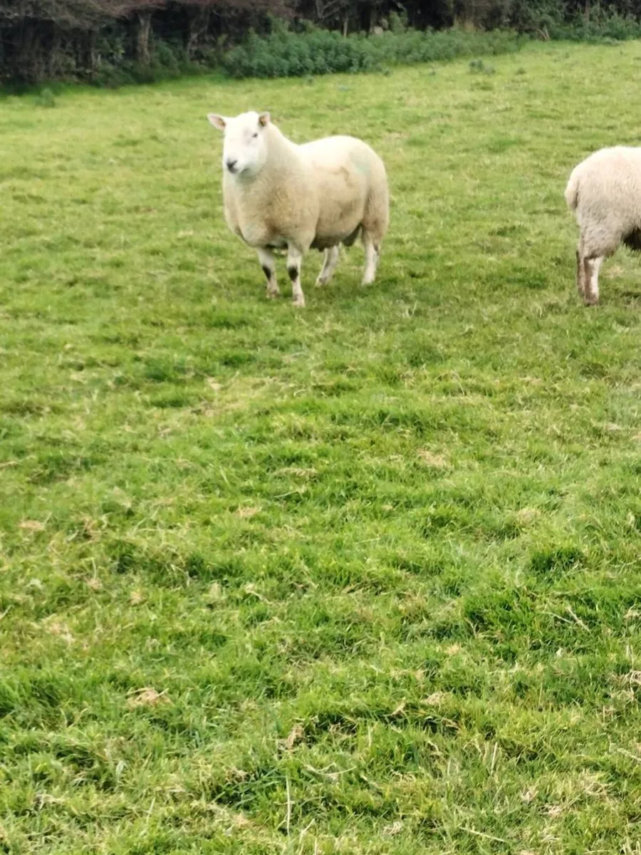 Rams - Image 2