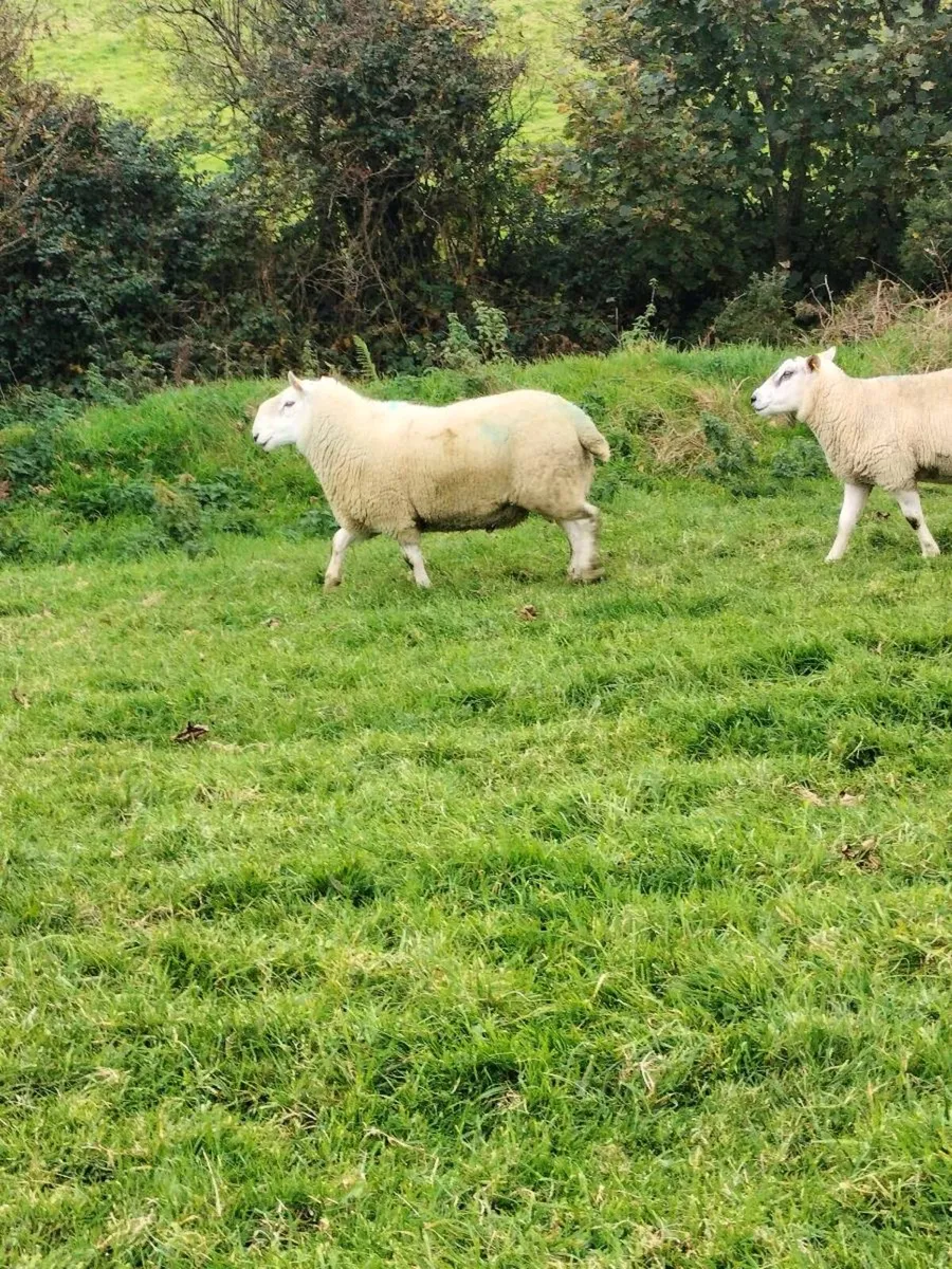 Rams - Image 3