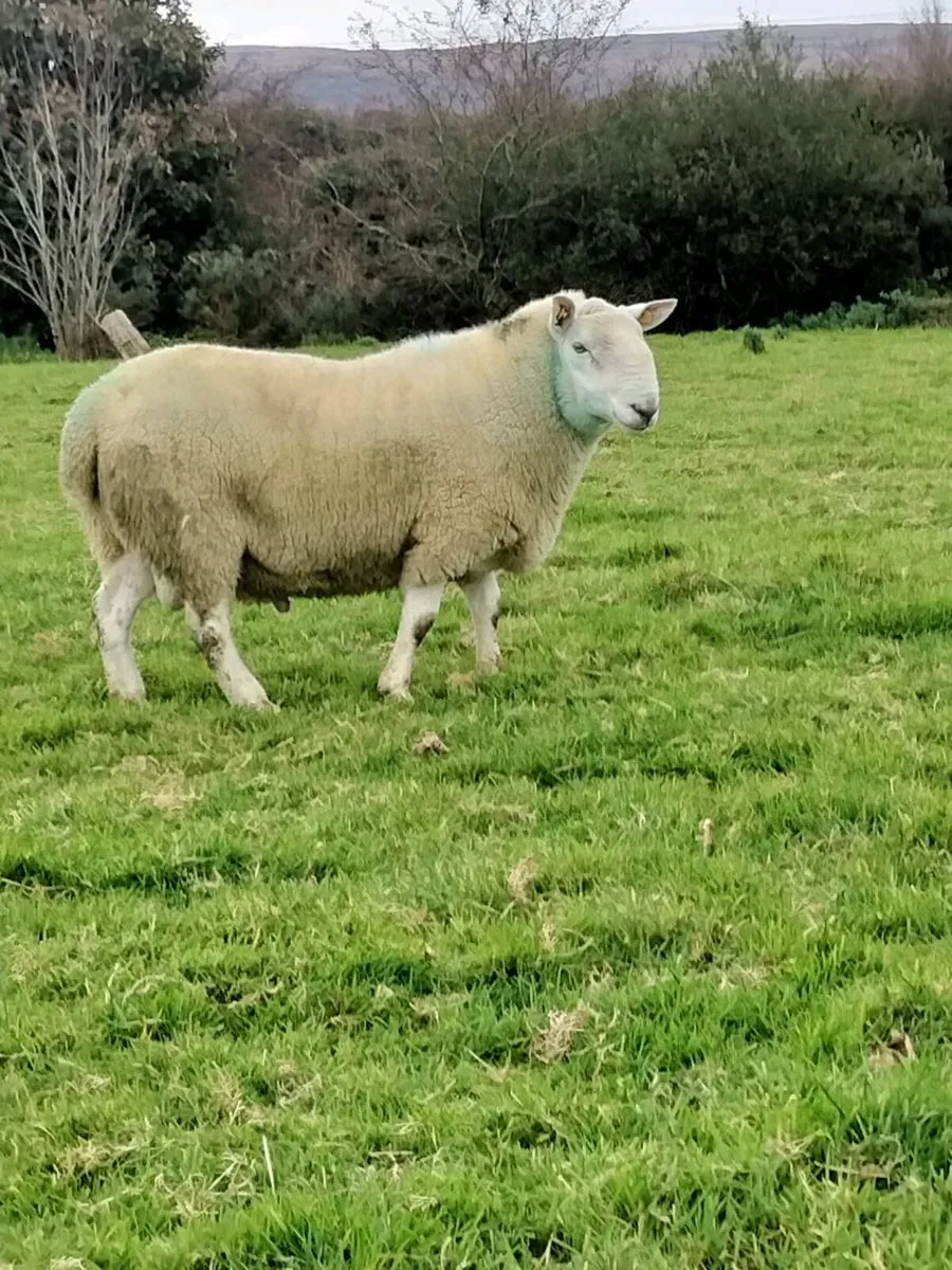Rams - Image 1