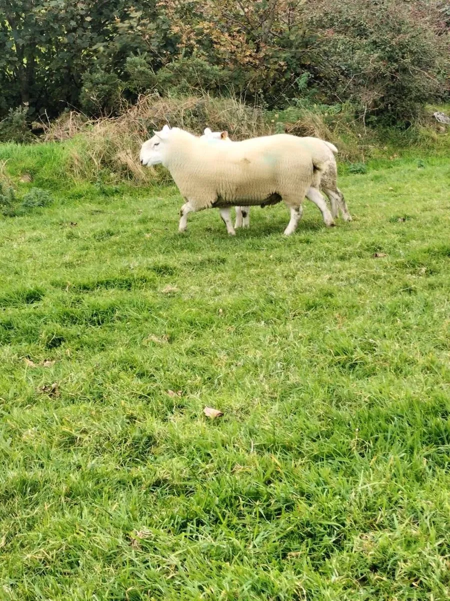 Rams - Image 4