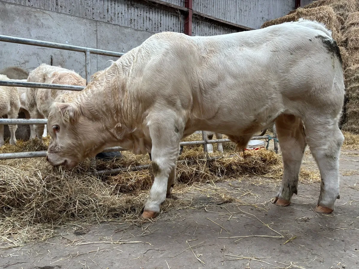 Polled Charolais weanling bulls - Image 1