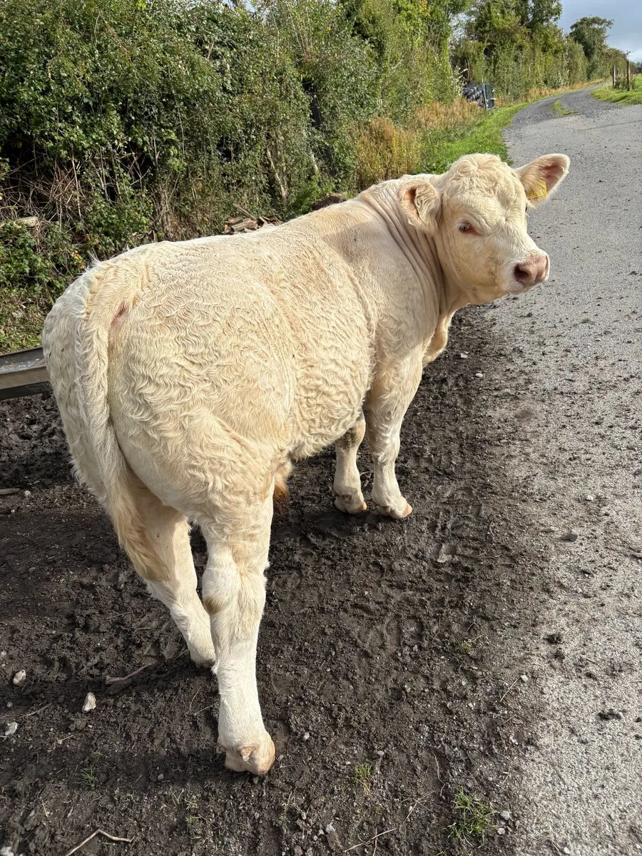 Polled Charolais weanling bulls - Image 2