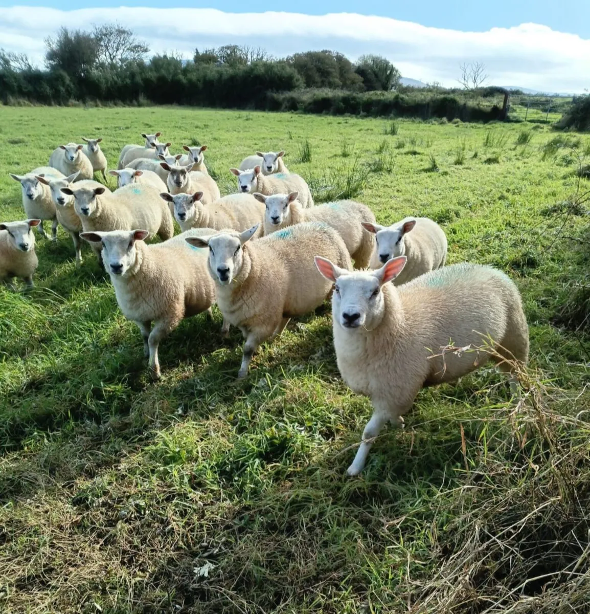 Ewe Lambs - Image 1
