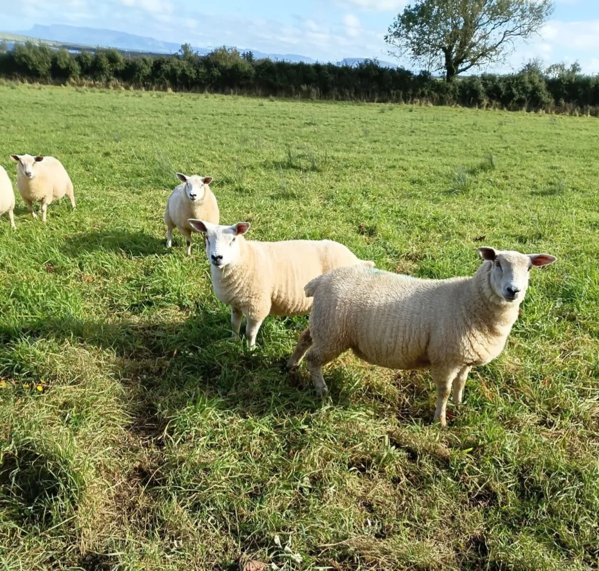 Ewe Lambs - Image 2