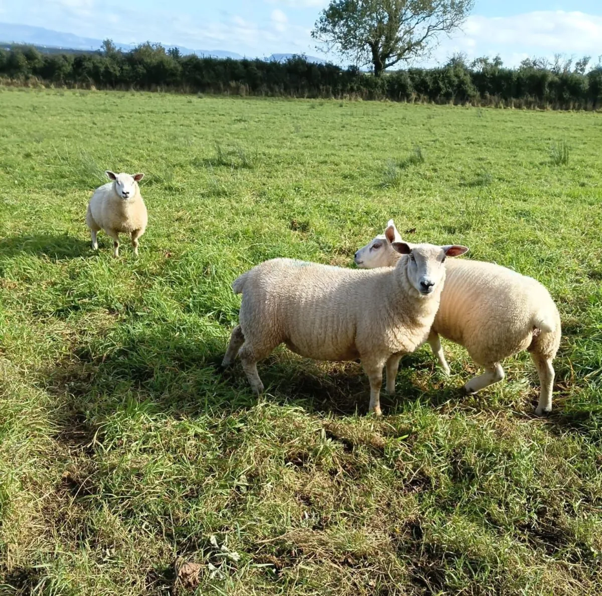 Ewe Lambs - Image 3