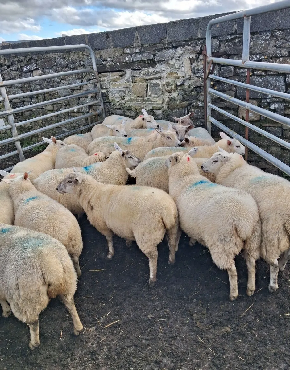 Ewe Lambs - Image 4