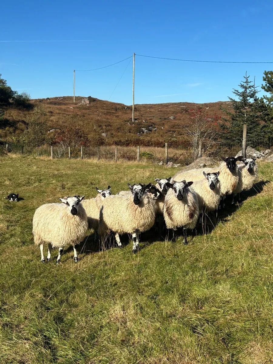 Ewe lambs - Image 1