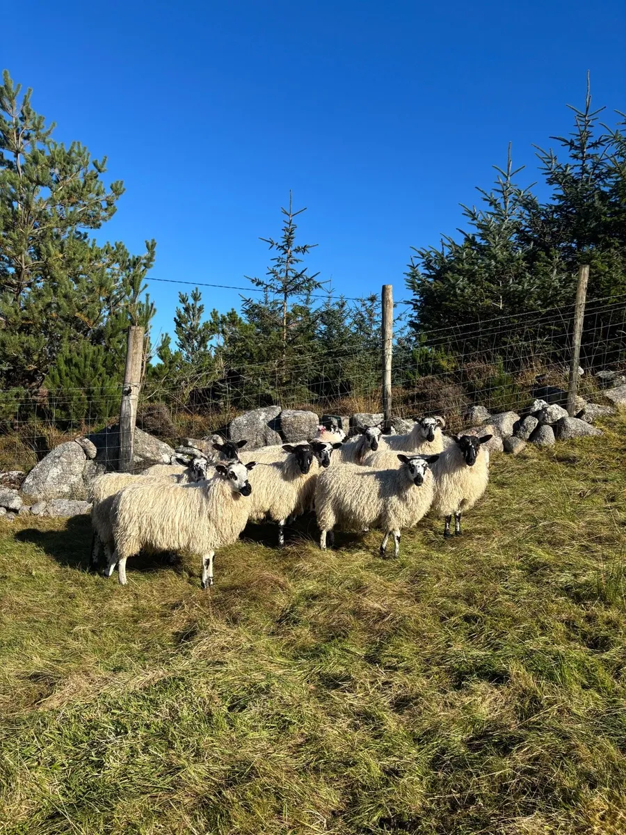 Ewe lambs - Image 2