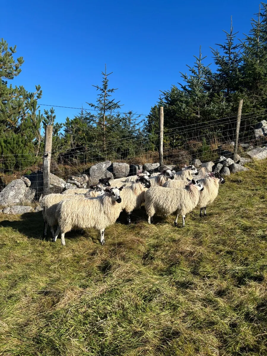 Ewe lambs - Image 3
