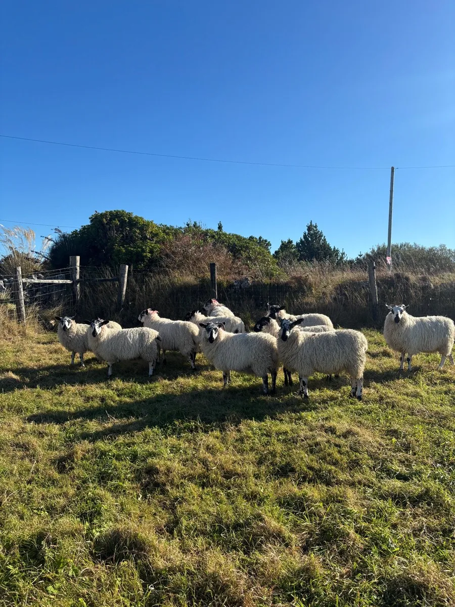 Ewe lambs - Image 4