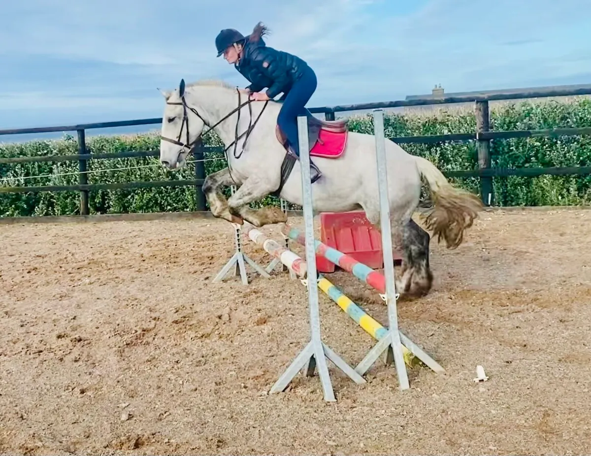 5 years Irish Mare Clifden - Image 2