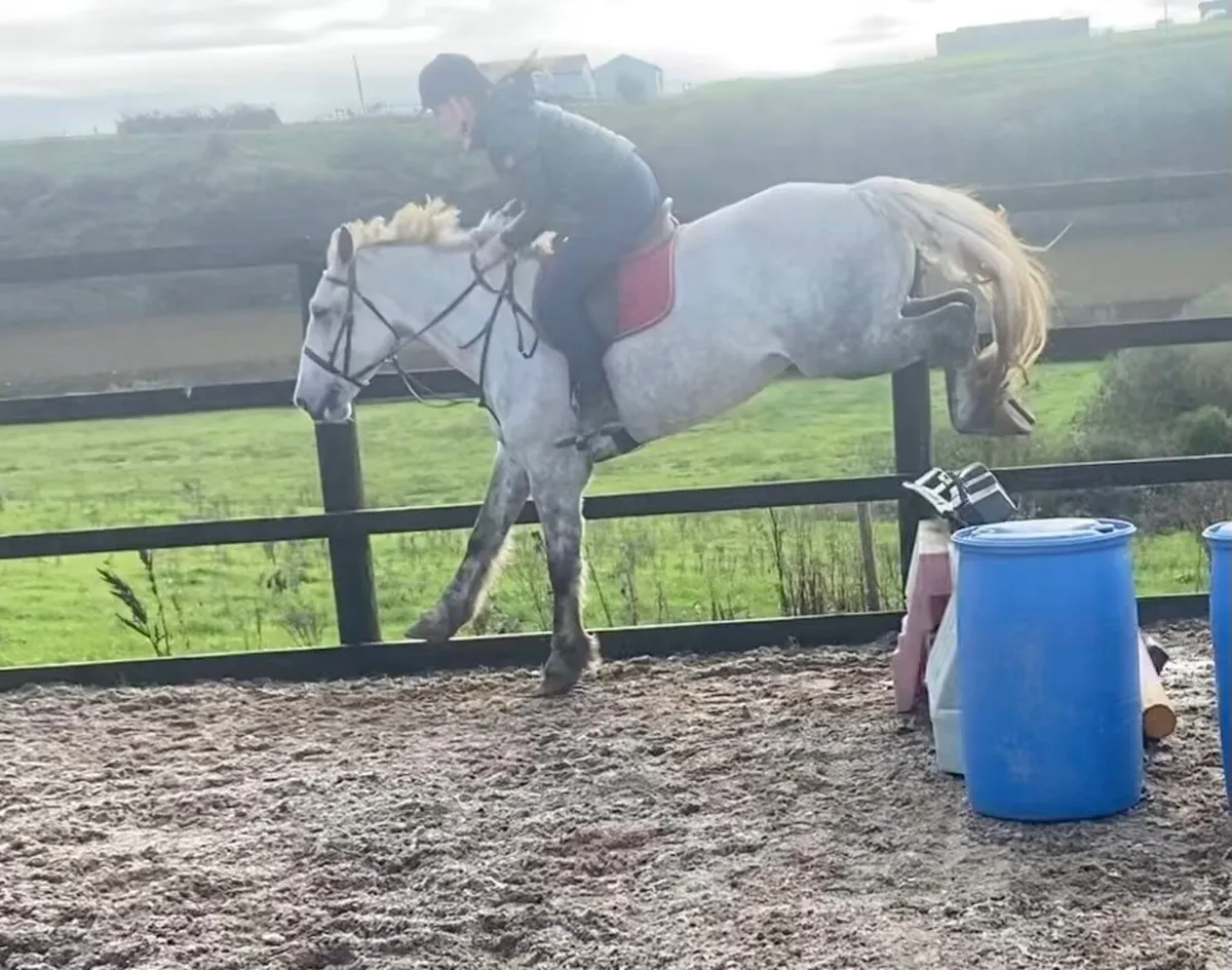 5 years Irish Mare Clifden - Image 3