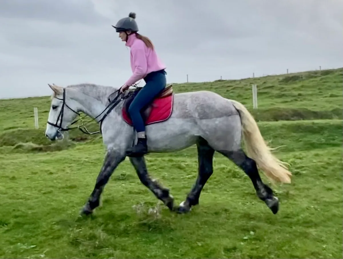 5 years Irish Mare Clifden - Image 1