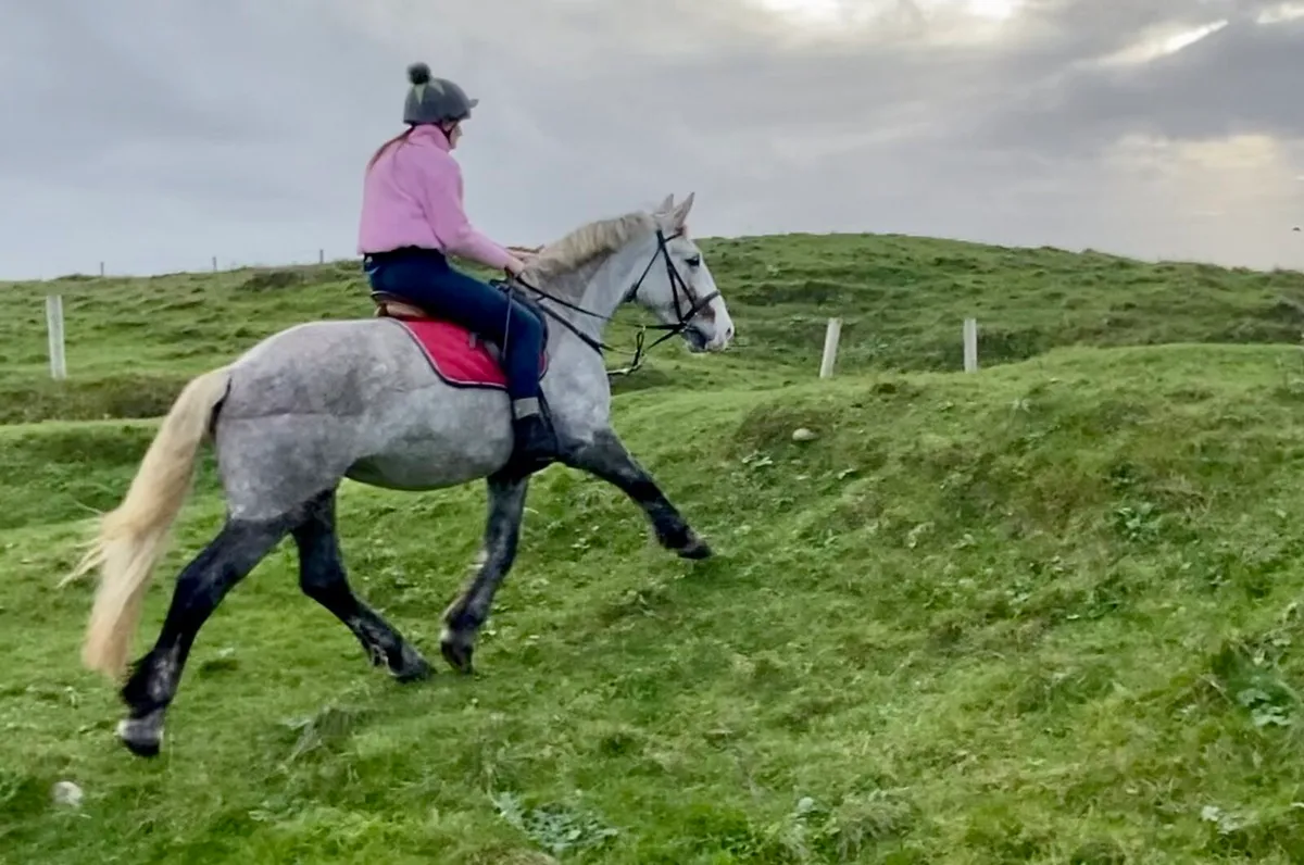 5 years Irish Mare Clifden - Image 4