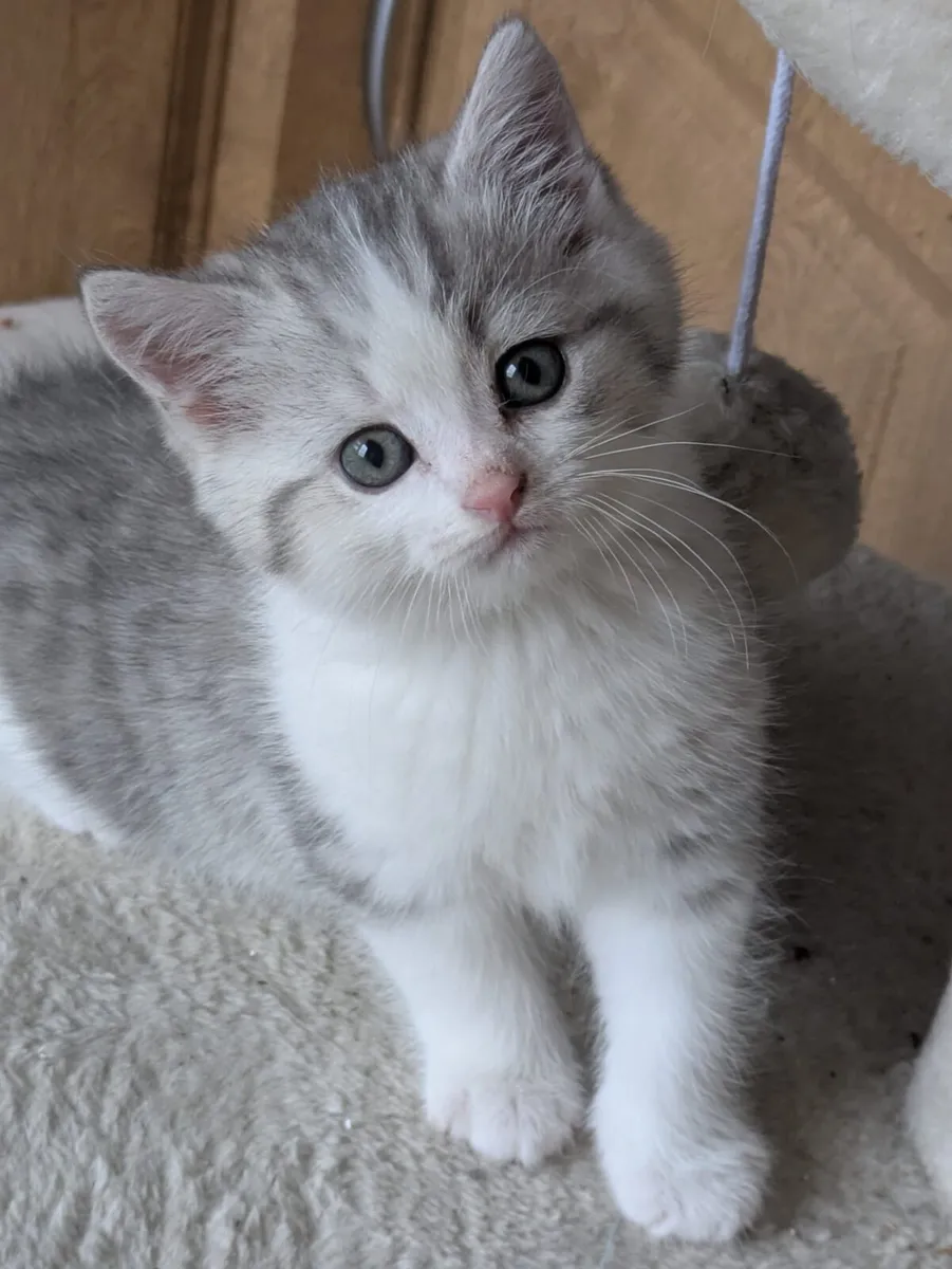 STUNNING CHINCHILLA/CROSS SHORTHAIR KITTENS - Image 1