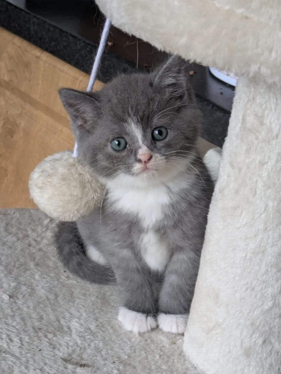 STUNNING CHINCHILLA/CROSS SHORTHAIR KITTENS - Image 2