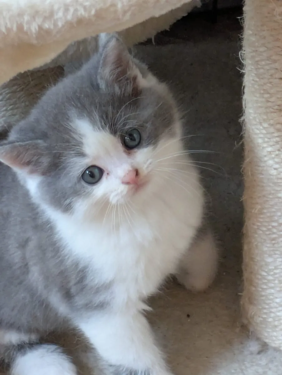 STUNNING CHINCHILLA/CROSS SHORTHAIR KITTENS - Image 3