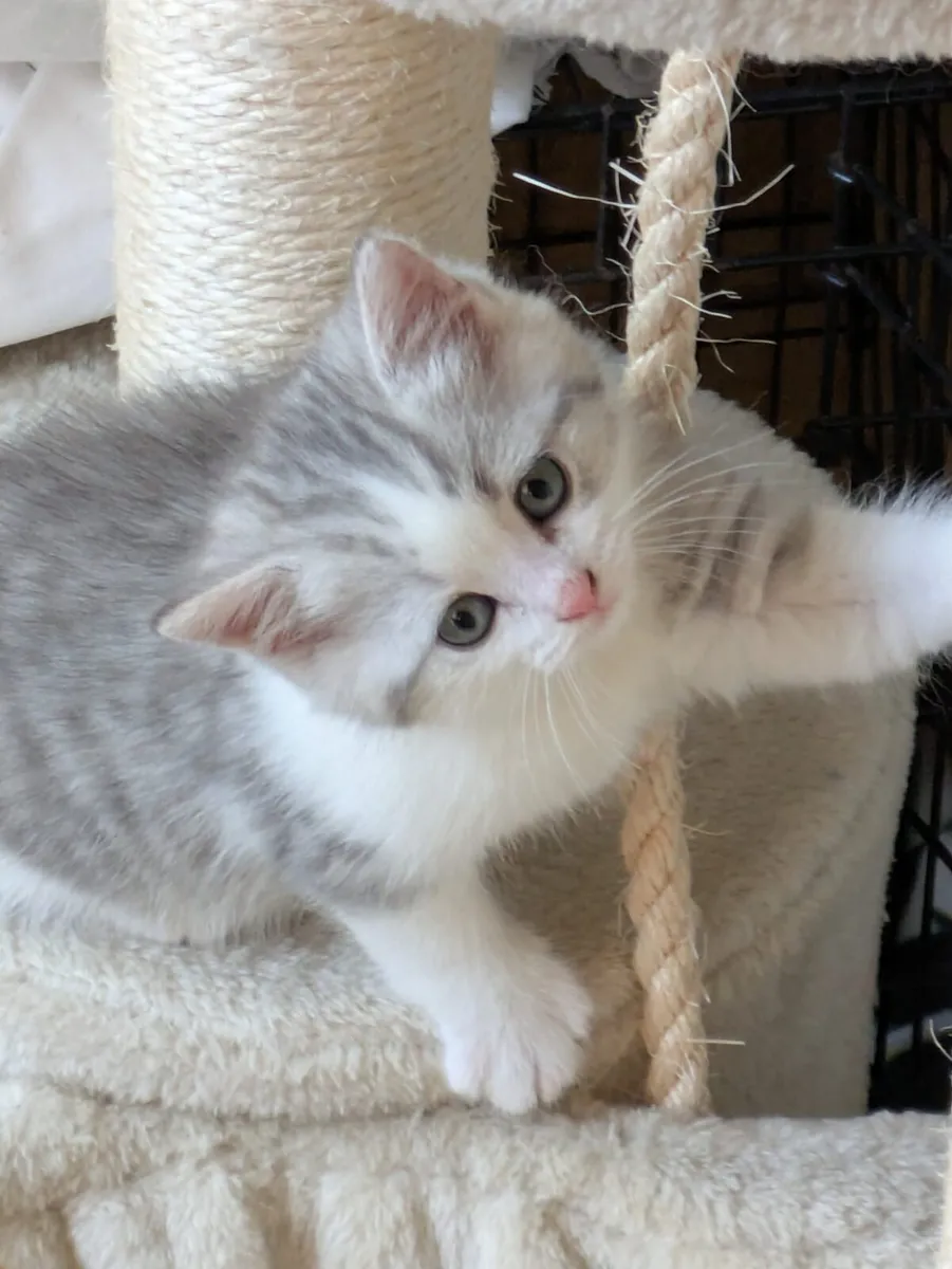 STUNNING CHINCHILLA/CROSS SHORTHAIR KITTENS - Image 4