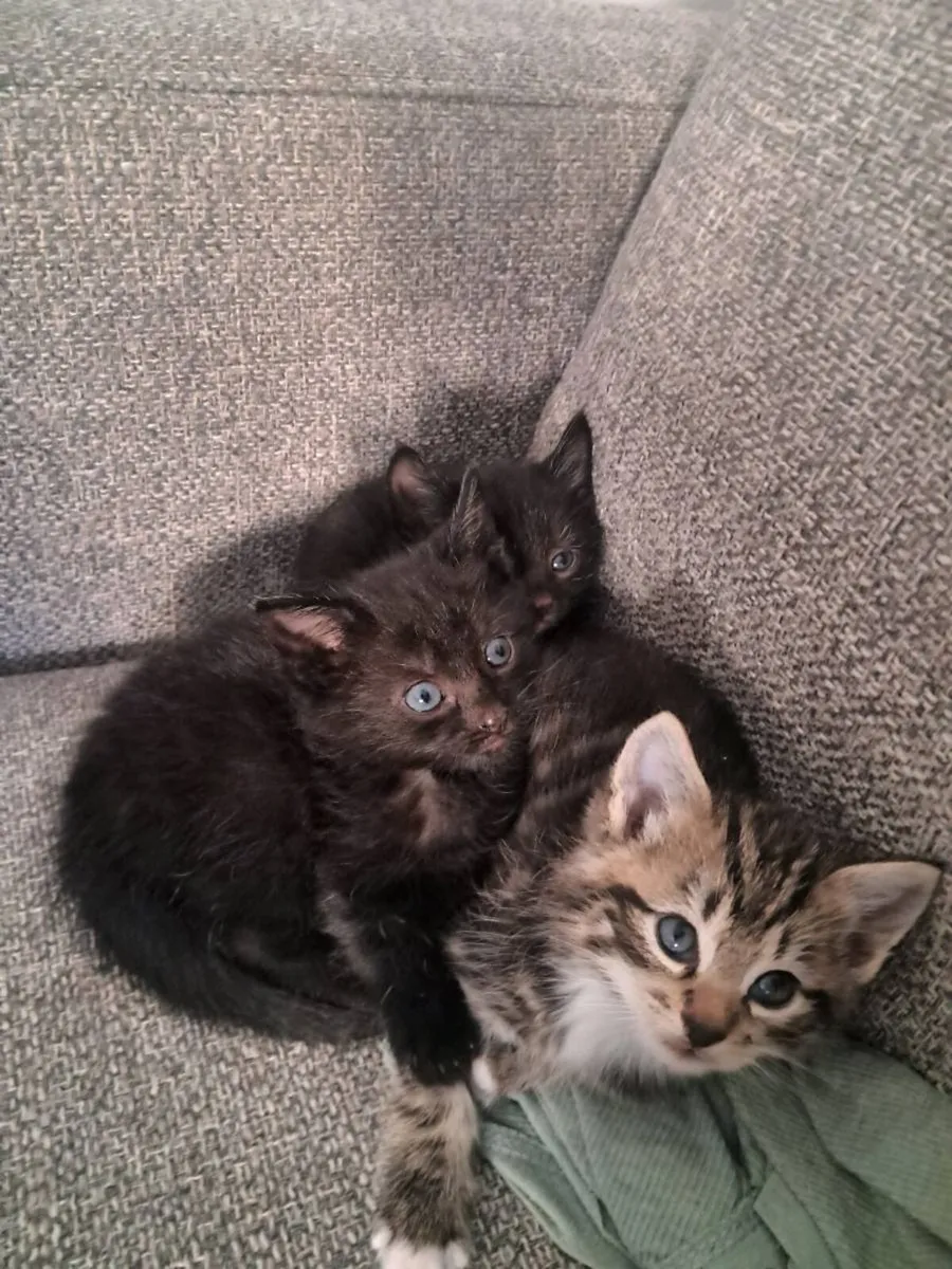 Kittens - Image 1