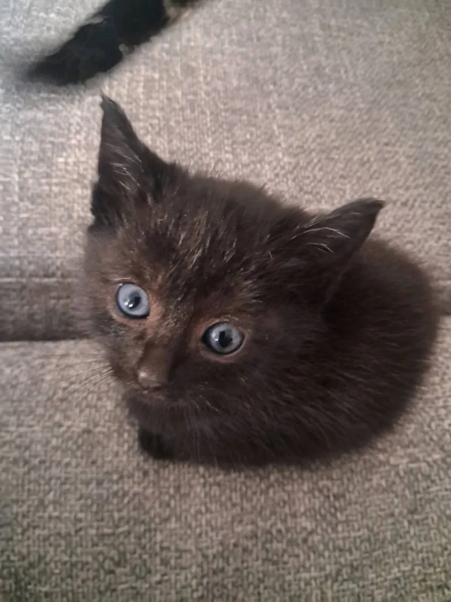 Kittens - Image 2