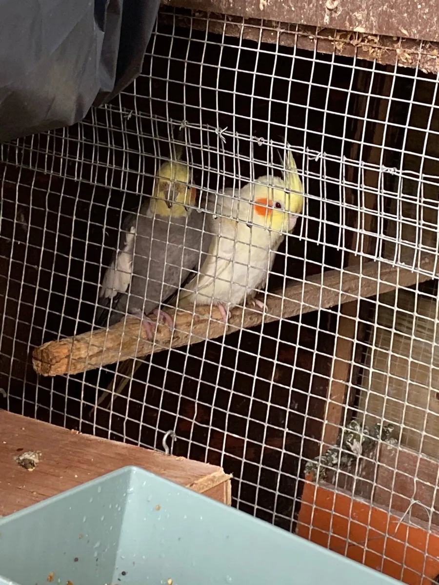 Breeding pair of Cockatiels, Finches, male dove - Image 1