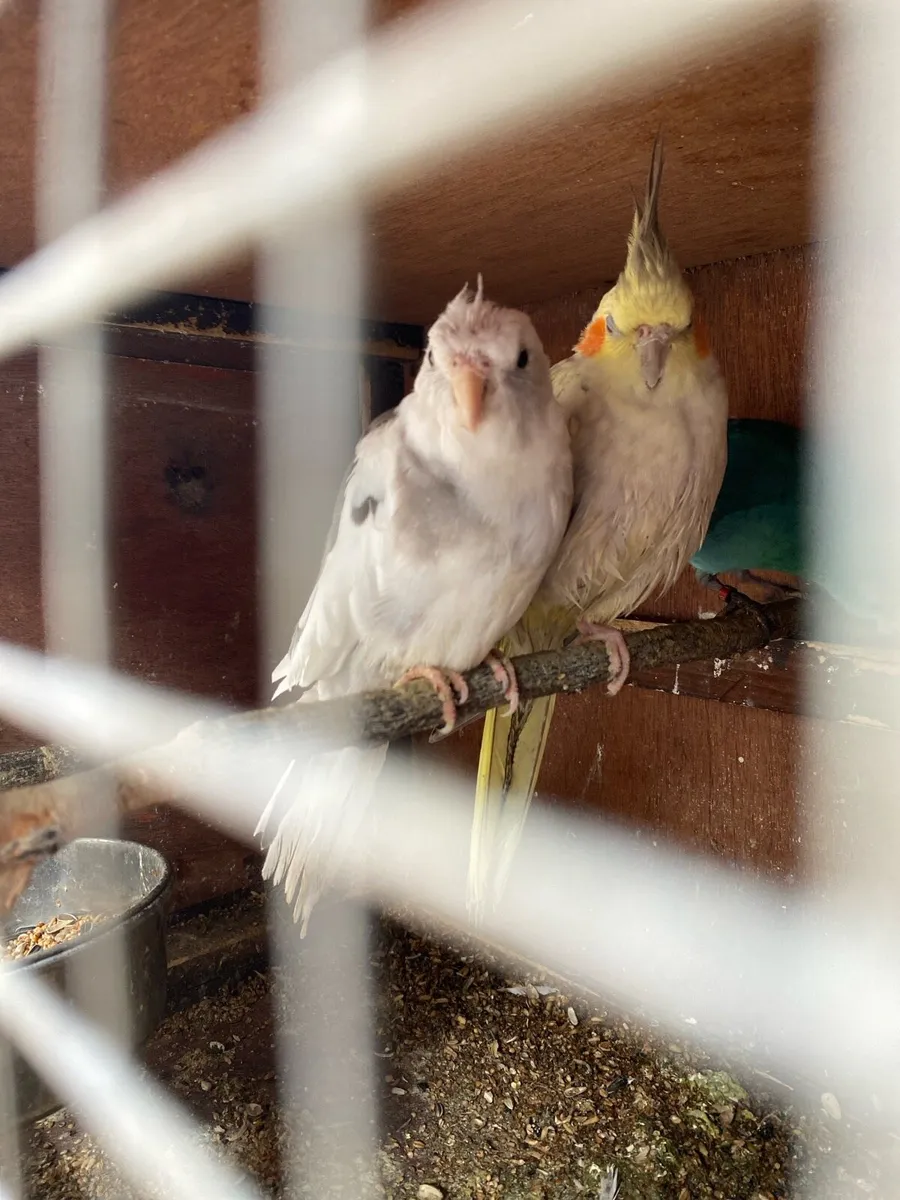 Breeding pair of Cockatiels, Finches, male dove - Image 2