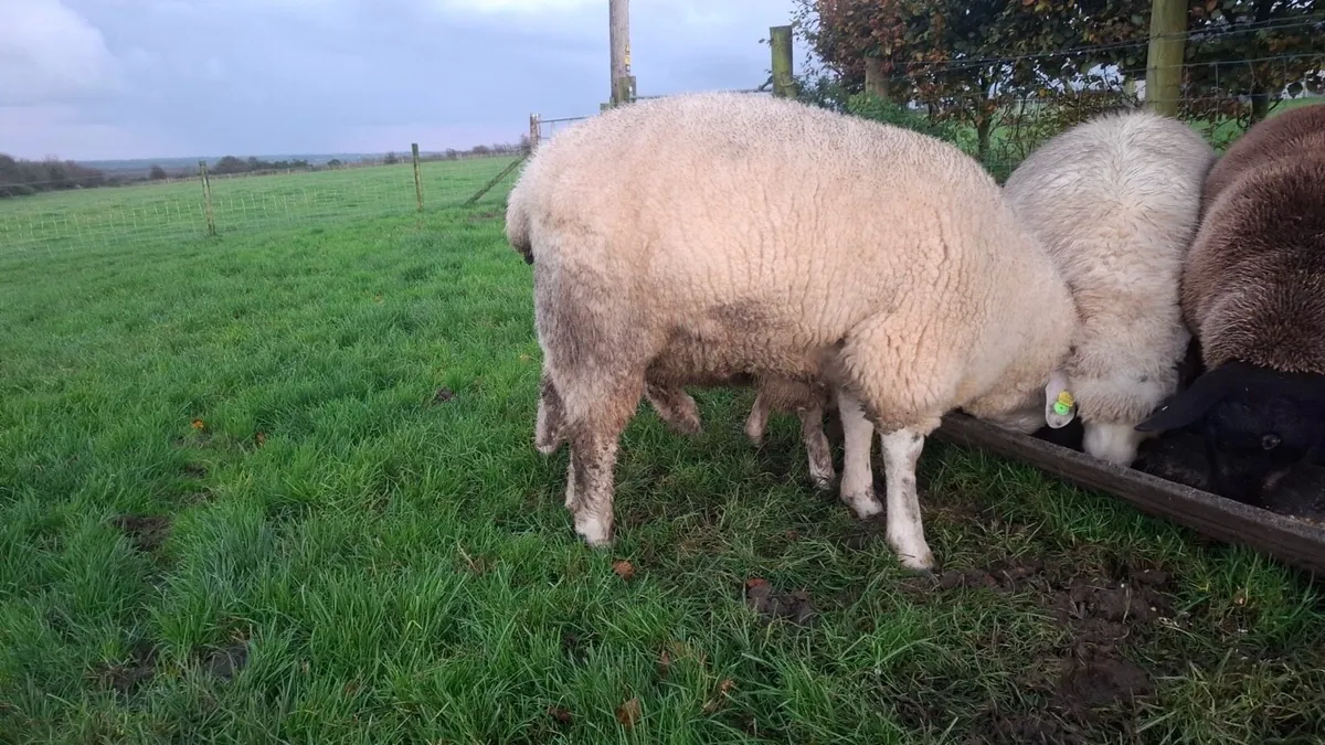 SIS PB Registered Galway Hogget Ram - Image 2