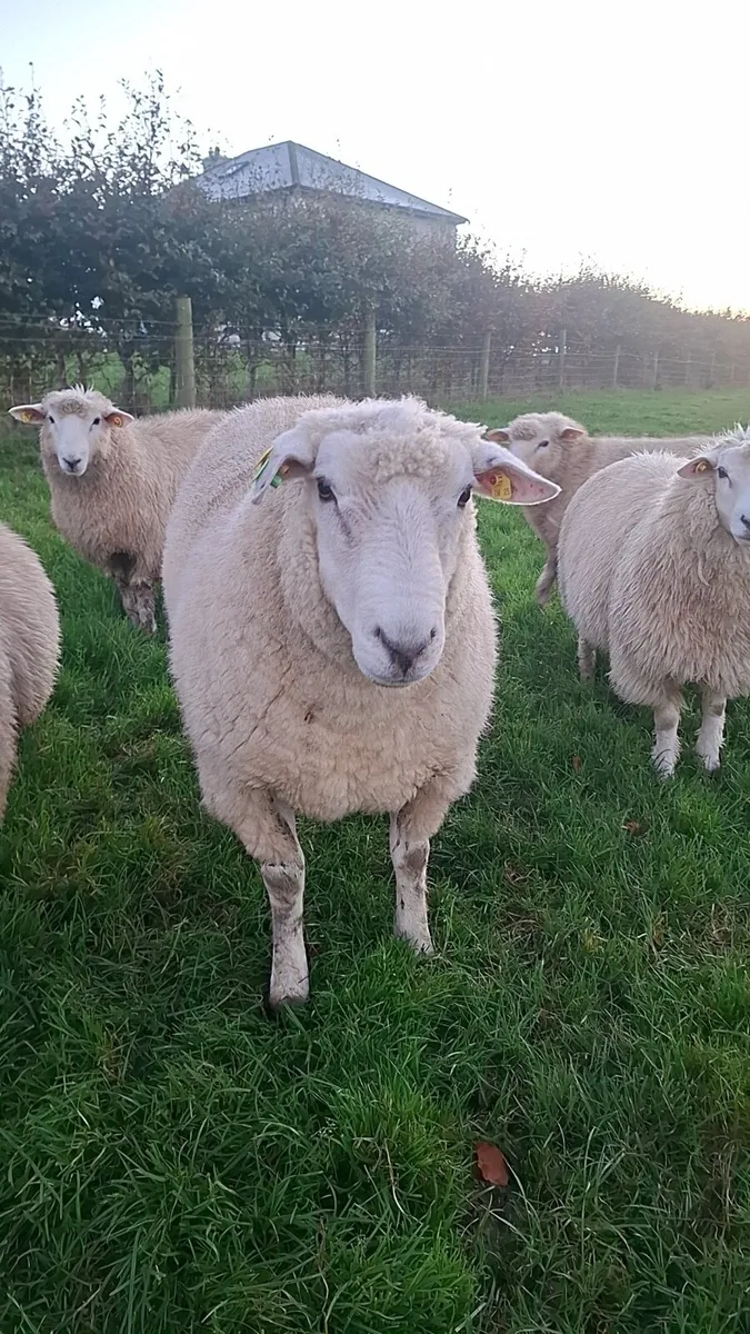 SIS PB Registered Galway Hogget Ram - Image 1