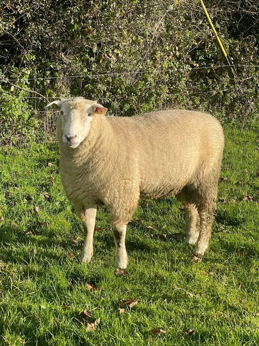 SIS PB Registered Galway Hogget Ram - Image 3