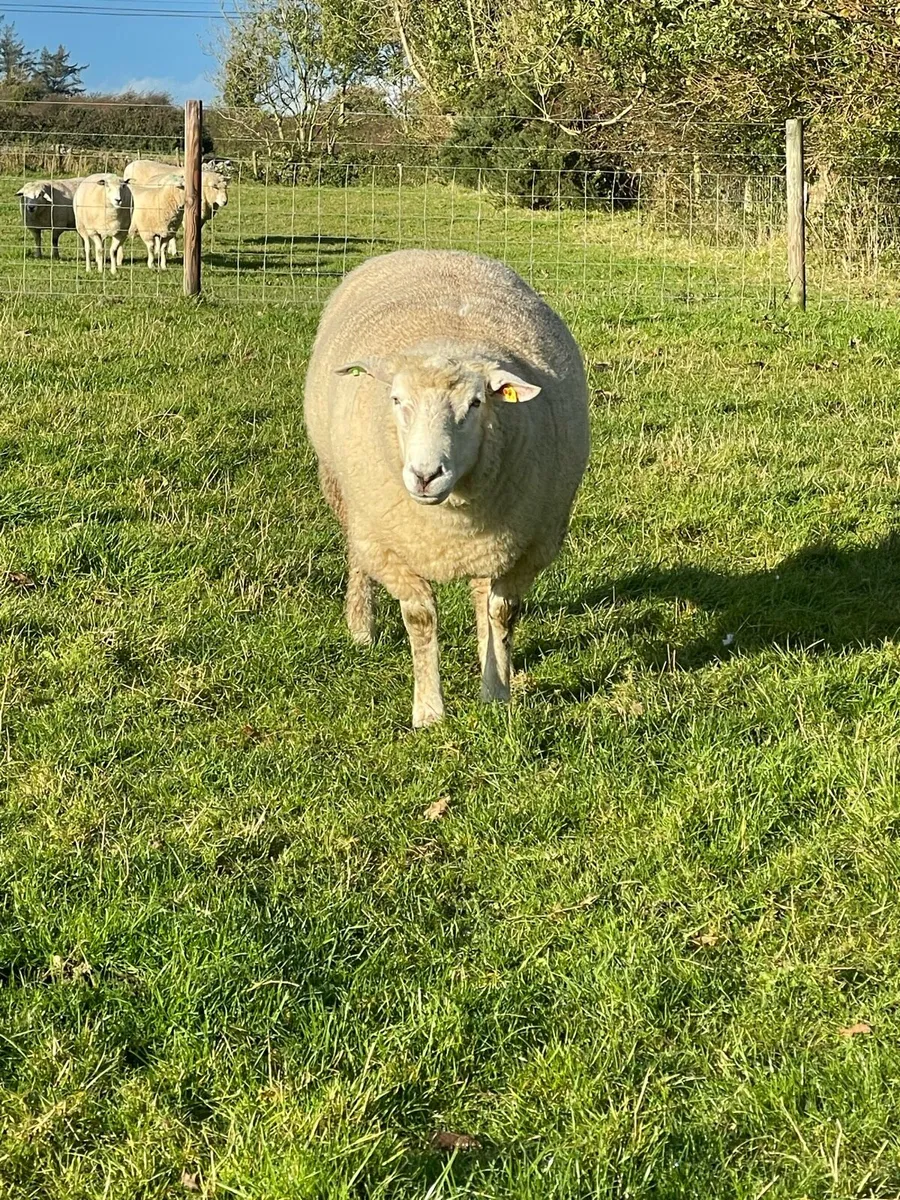 SIS PB Registered Galway Hogget Ram - Image 4
