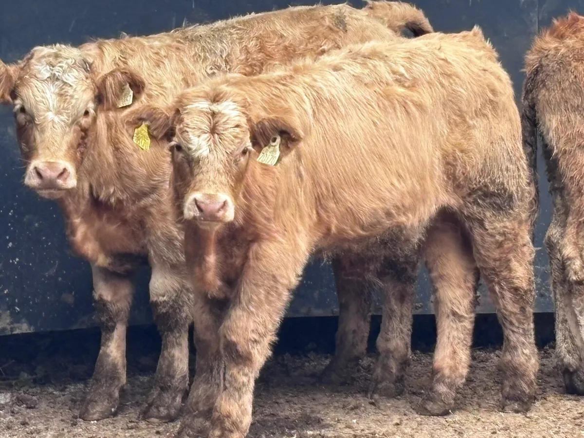 5 top quality bull Weanlings for sale @€1140 - Image 3