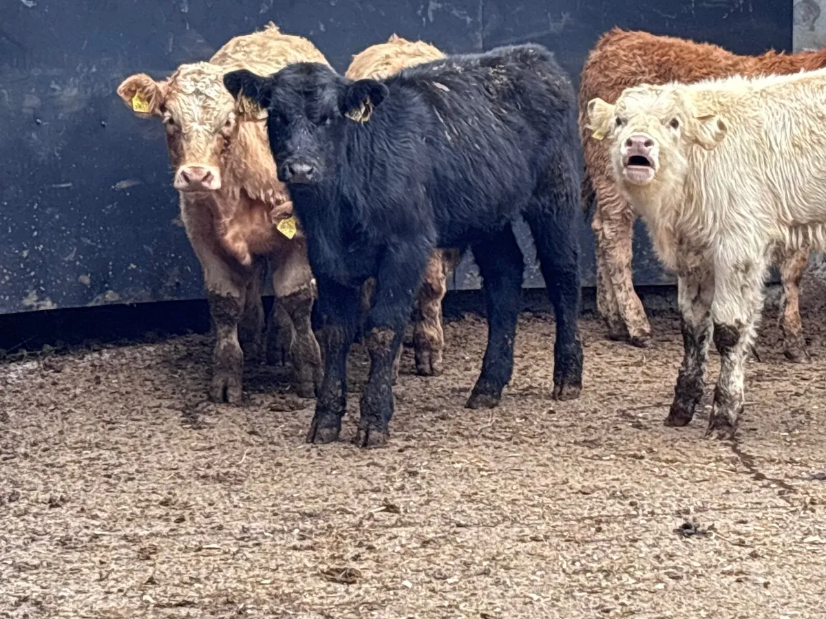 5 top quality bull Weanlings for sale @€1140 - Image 4