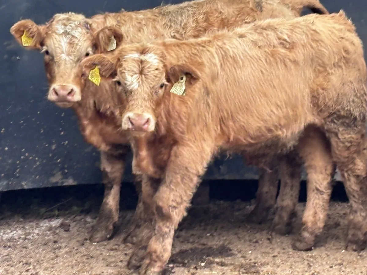 5 top quality bull Weanlings for sale @€1140 - Image 1