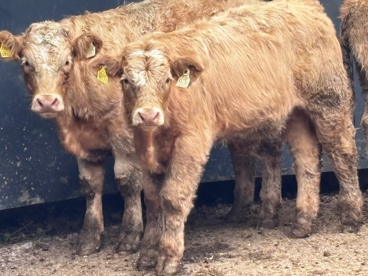 5 top quality bull Weanlings for sale @€1140 - Image 2