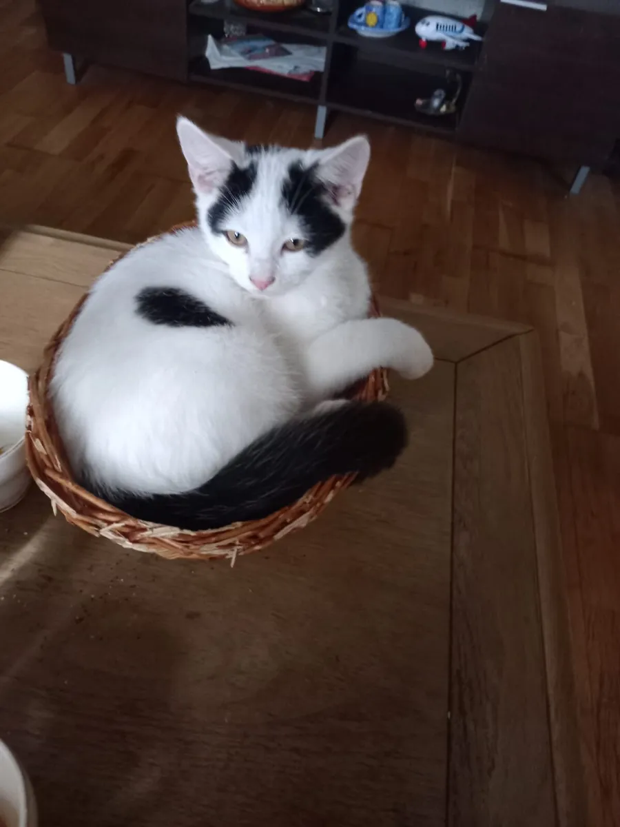 1beautiful  boy left offer available - Image 1