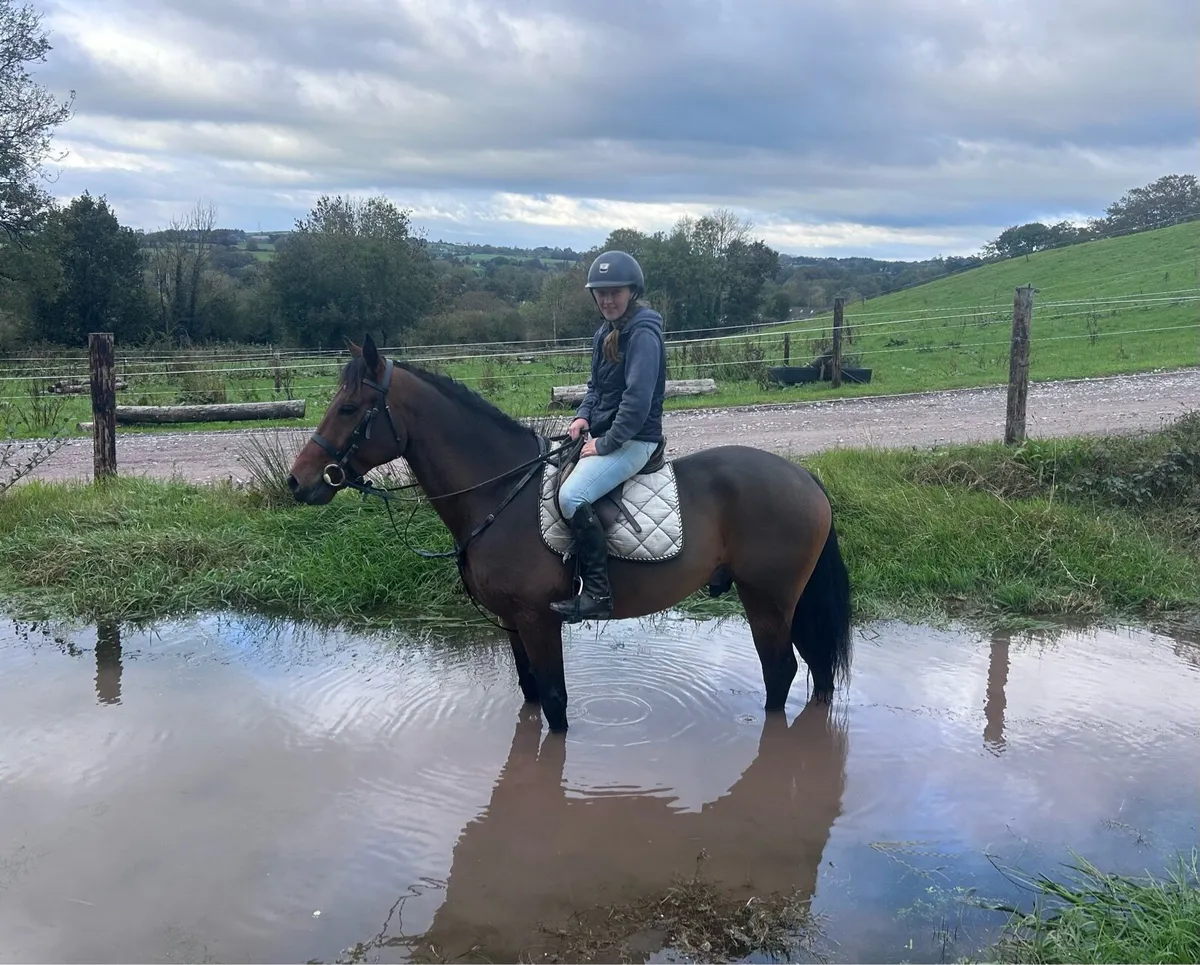14.2hh Connemara pony LOT.391 - Image 1