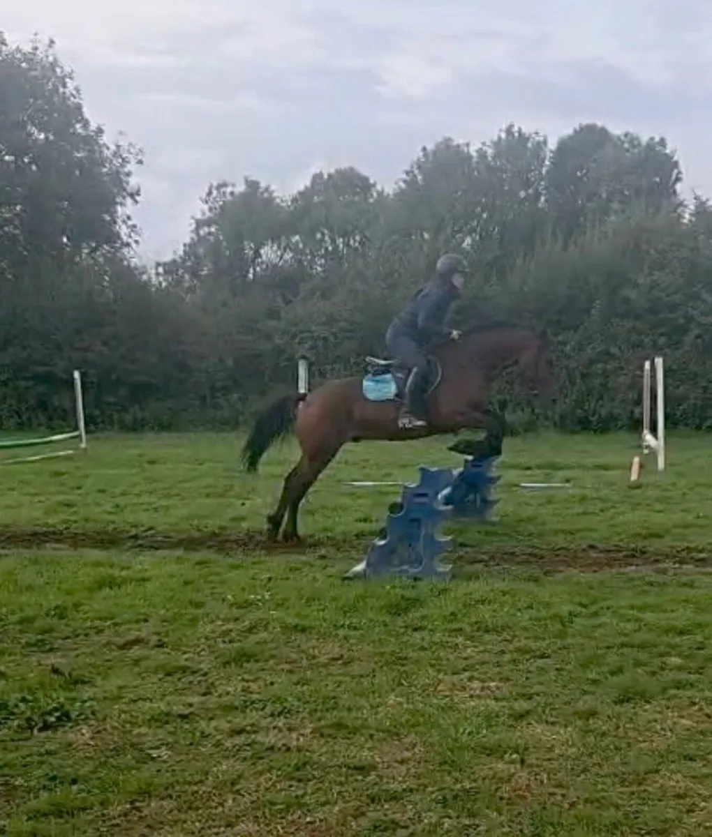 14.2hh Connemara pony LOT.391 - Image 3