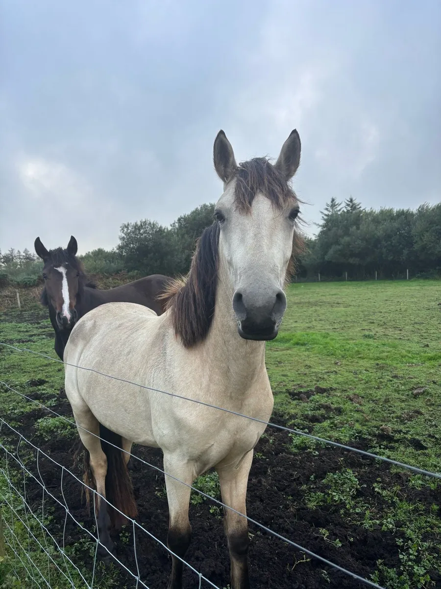 Dun Connemara Gelding - Image 2