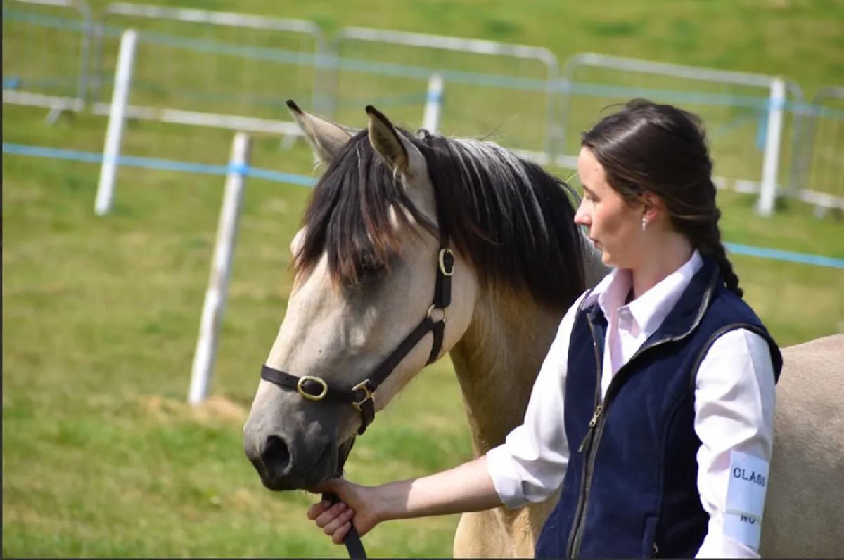 Dun Connemara Gelding - Image 3