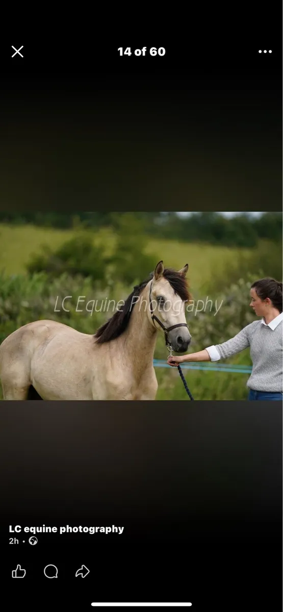 Dun Connemara Gelding - Image 4