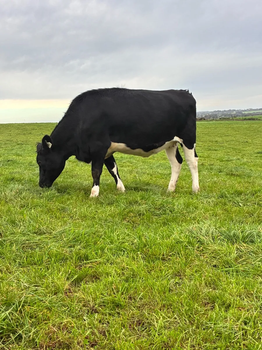 14 incalf dairy heifers - Image 1