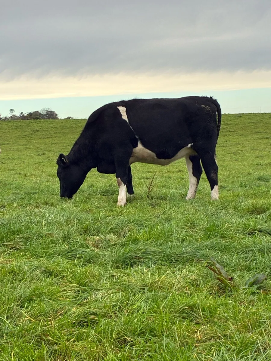 14 incalf dairy heifers - Image 2