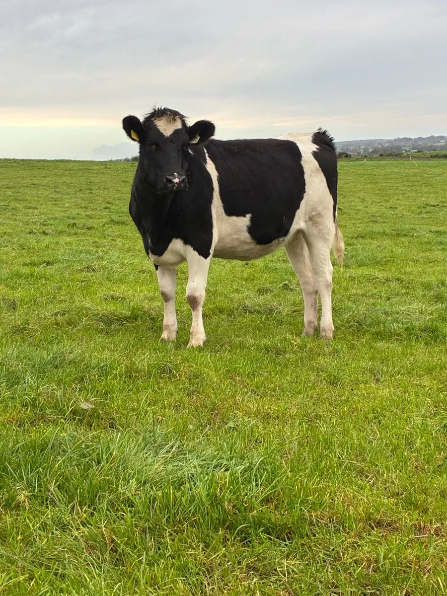 14 incalf dairy heifers - Image 3