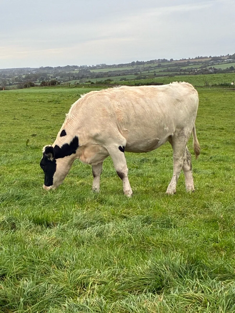 14 incalf dairy heifers - Image 4