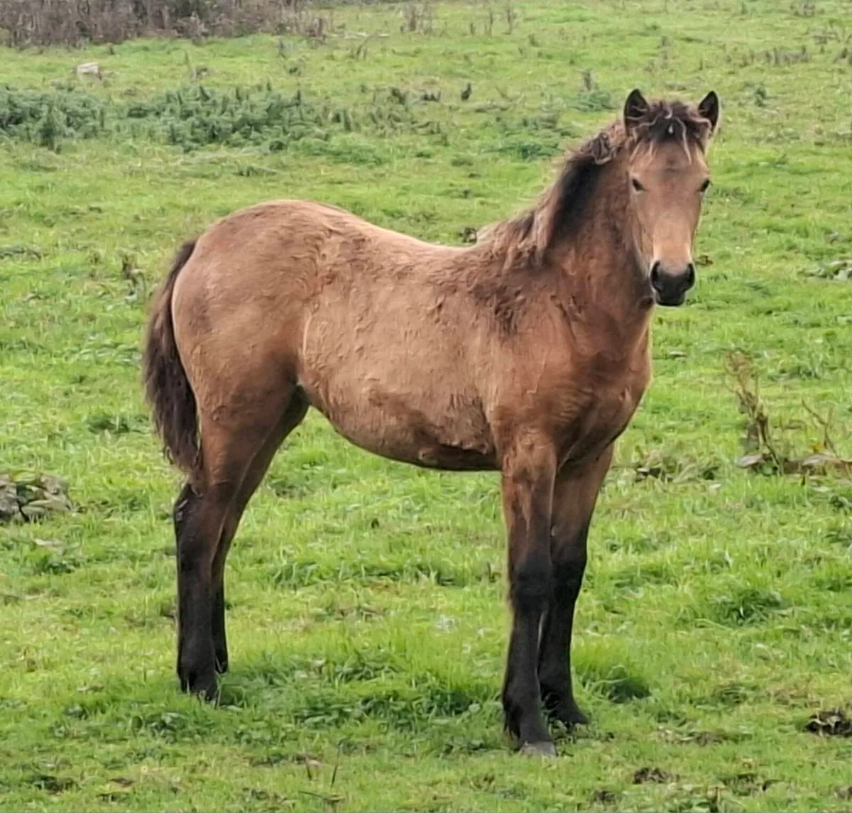 2 smashing filly foals - Image 4
