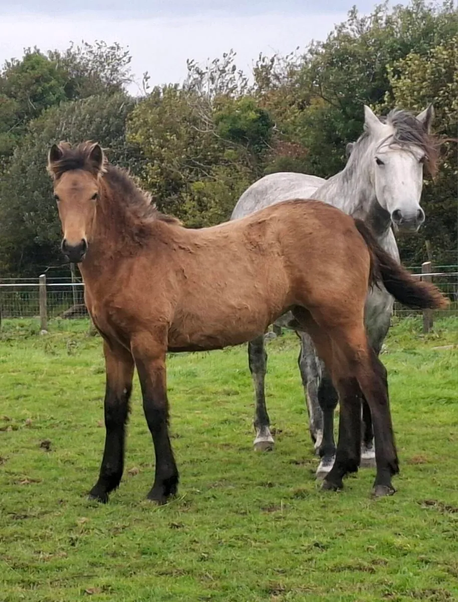 2 smashing filly foals - Image 1