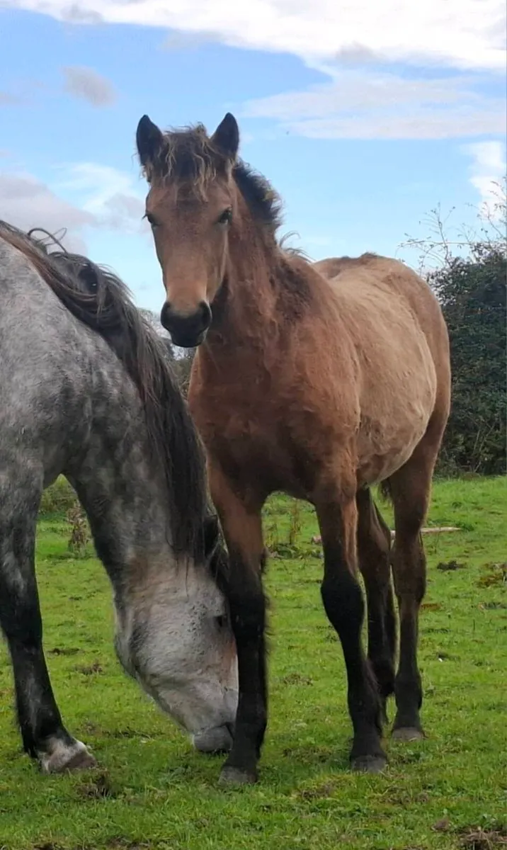 2 smashing filly foals - Image 2