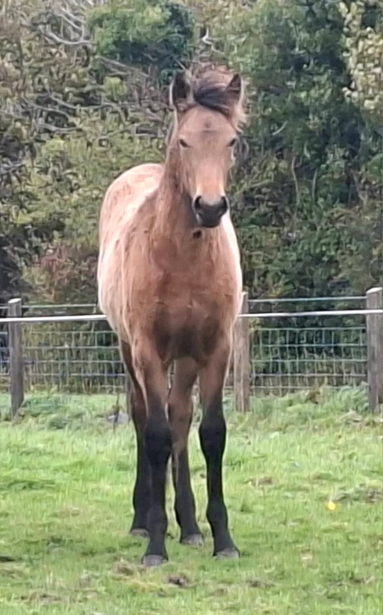 2 smashing filly foals - Image 3