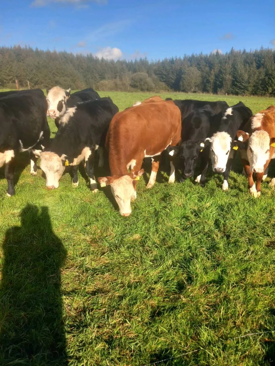Heifers for sale - Image 2