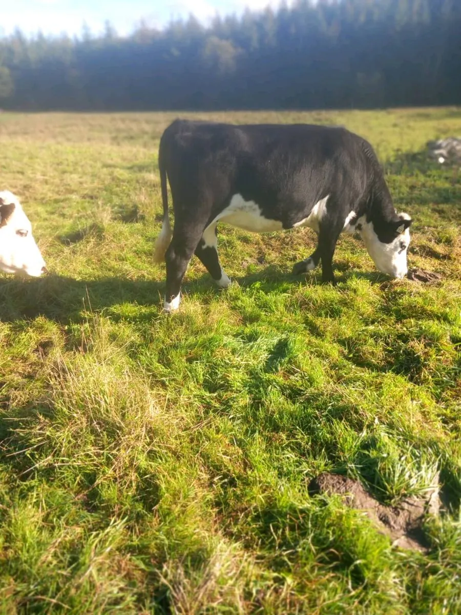 Heifers for sale - Image 1